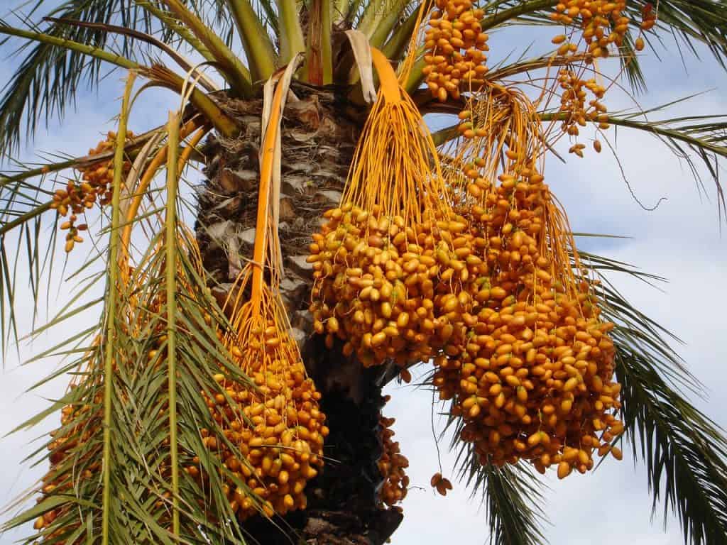 datiles en arbol