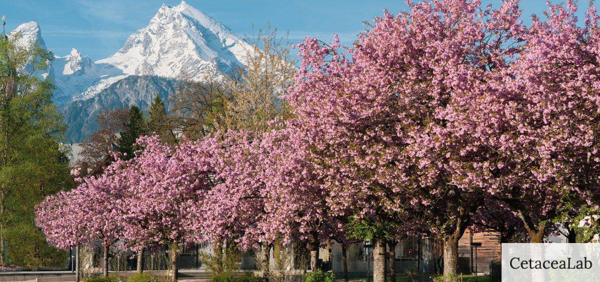 ornamental cherry, cherry blossom, sakura