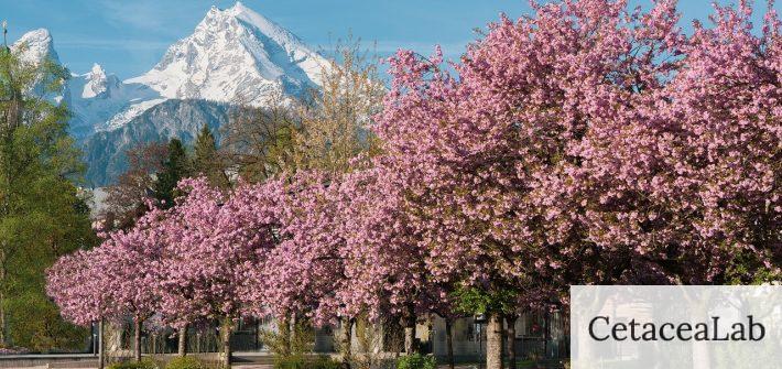 ornamental cherry, cherry blossom, sakura