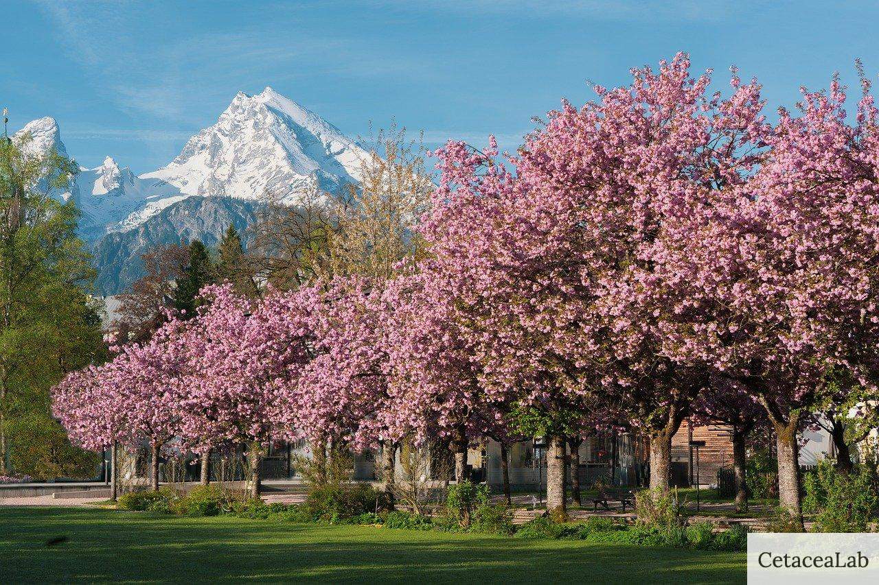 ornamental cherry, cherry blossom, sakura