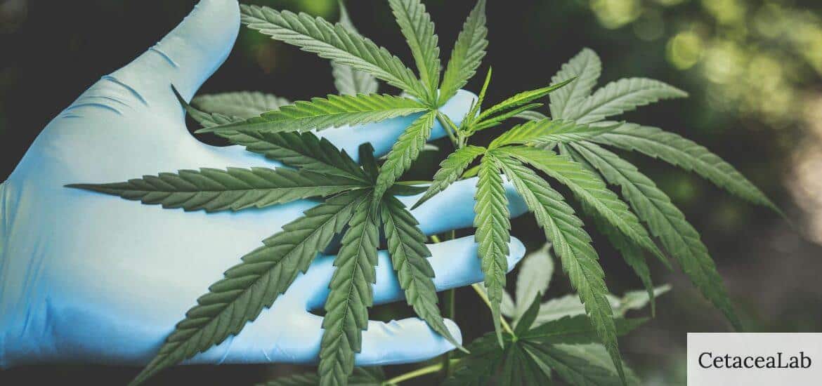 ¿Funciona el CBD para calmar la ansiedad?