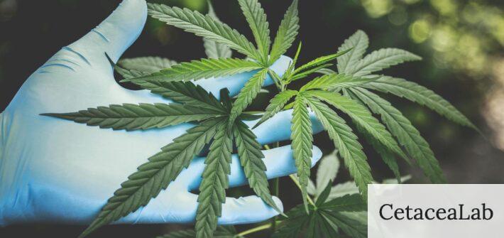 ¿Funciona el CBD para calmar la ansiedad?
