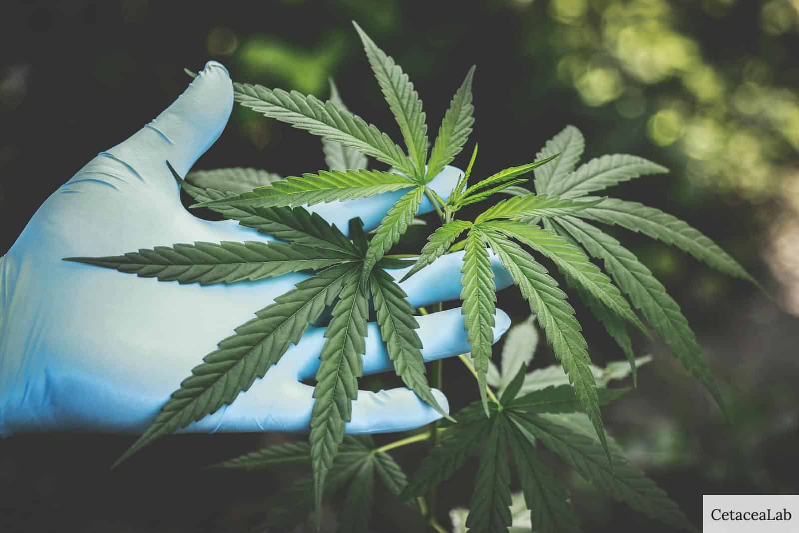 ¿Funciona el CBD para calmar la ansiedad?