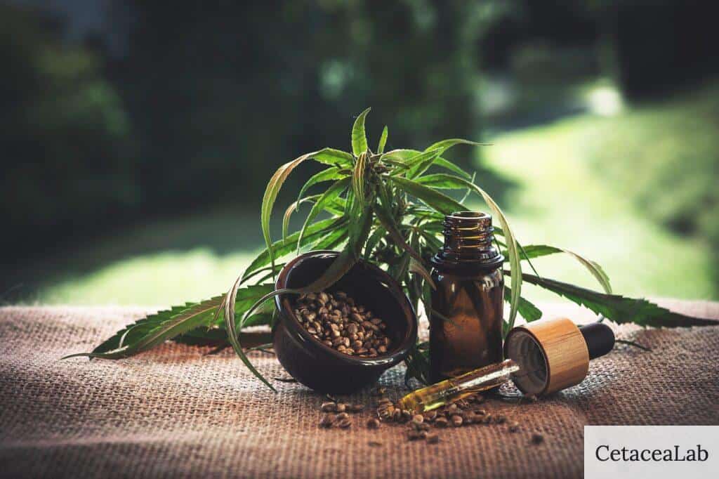 ¿Qué es el CBD?