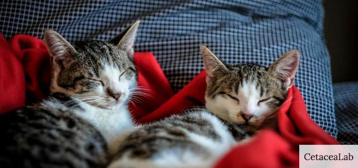 cuidar mascotas
