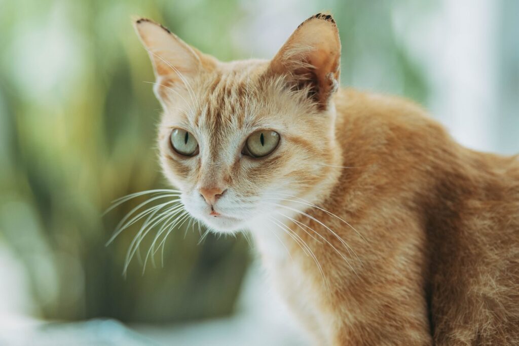 Qué significa la cola de un gato