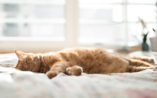 Qué significa la cola de un gato: posiciones y movimientos