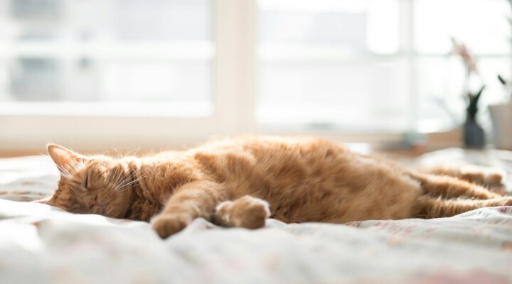 Qué significa la cola de un gato: posiciones y movimientos