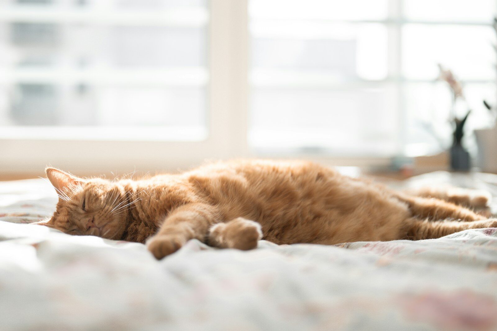 Qué significa la cola de un gato: posiciones y movimientos