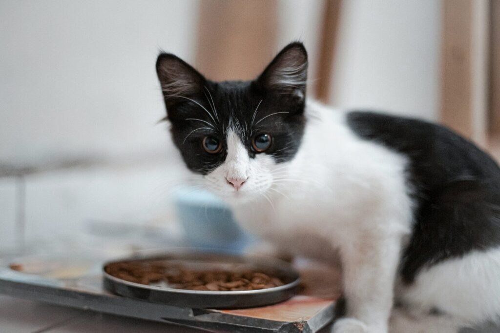 elegir una alimentación natural y equilibrada para tu gato