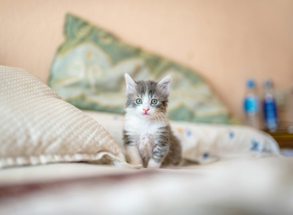 cola de un gato