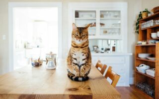 Cómo elegir una alimentación natural y equilibrada para tu gato