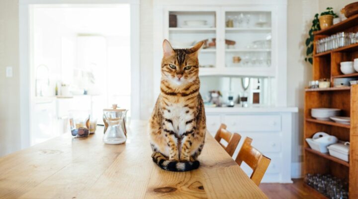 Cómo elegir una alimentación natural y equilibrada para tu gato