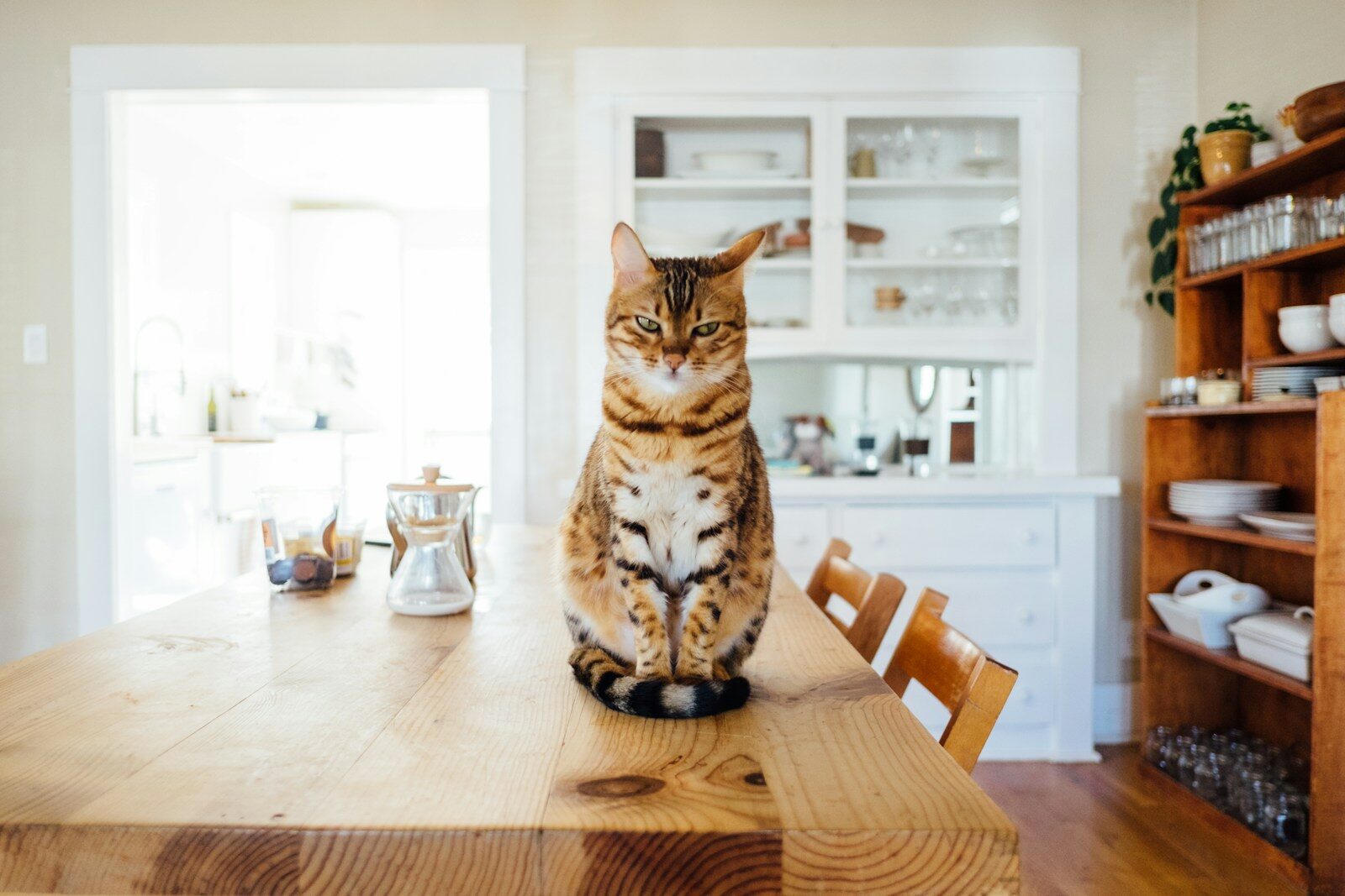 Cómo elegir una alimentación natural y equilibrada para tu gato