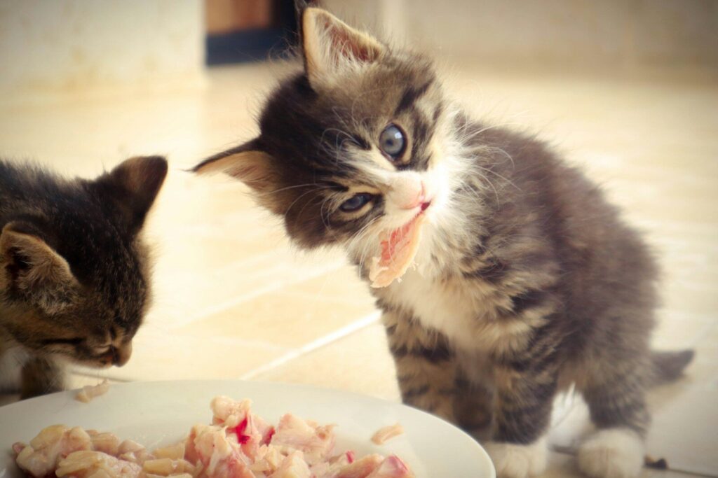 alimentación natural y equilibrada para tu gato